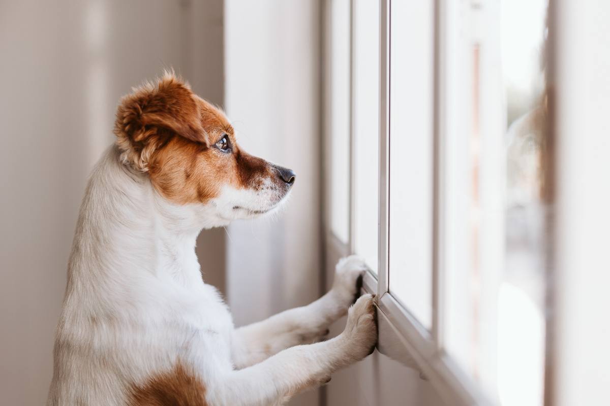 Cane che guarda dalla finestra in attesa del suo padrone